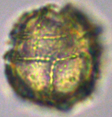 Microdinium ornatum Mic27X1012215950d.jpg